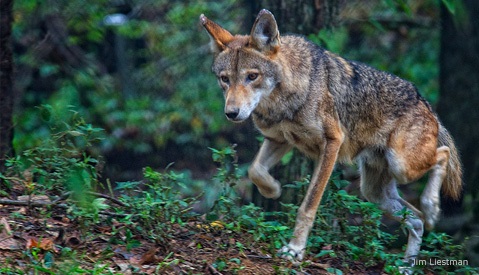 The 300: Red Wolf Populations in North Carolina
