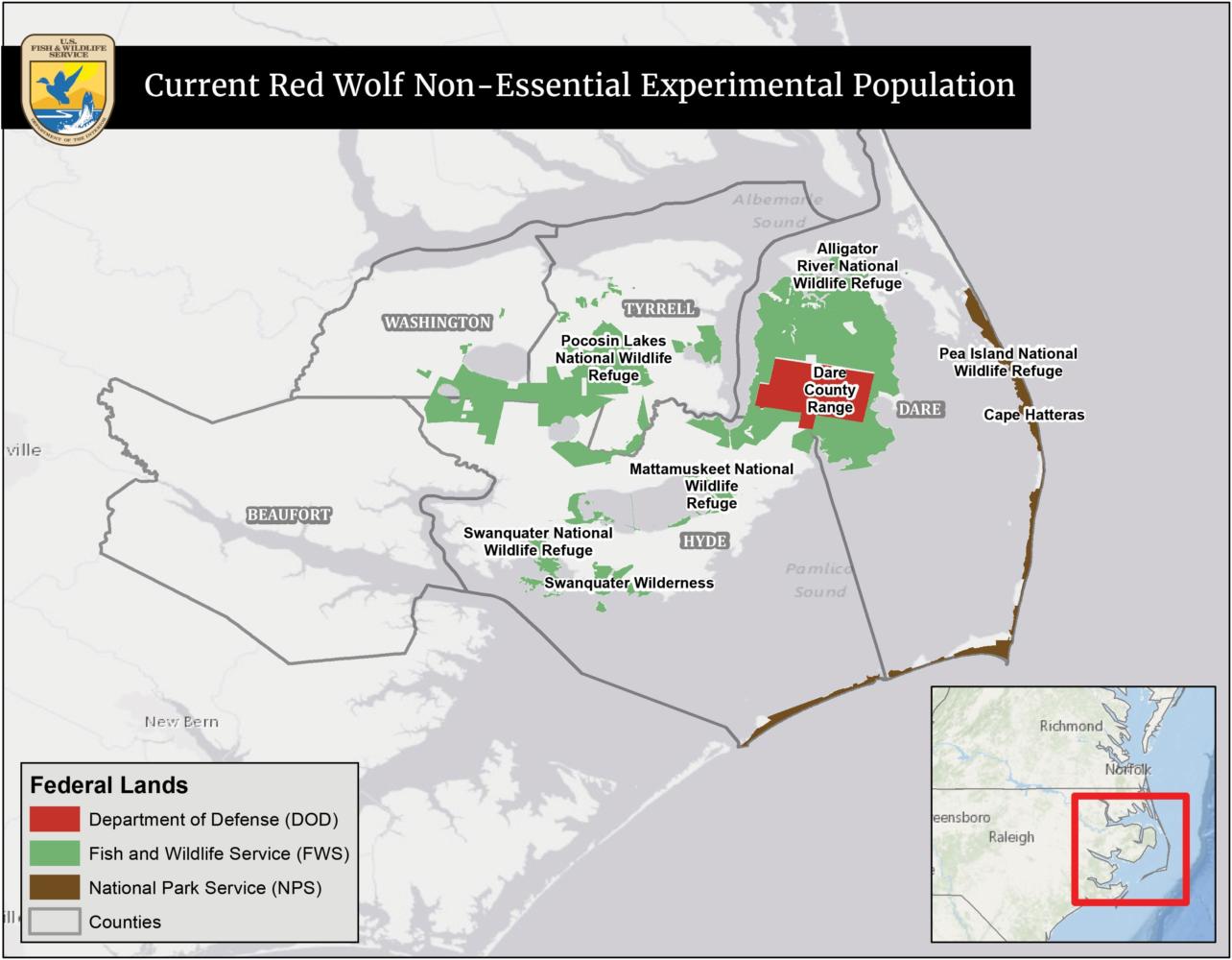 The 300 Red Wolf Populations in North Carolina Eagle Examiner