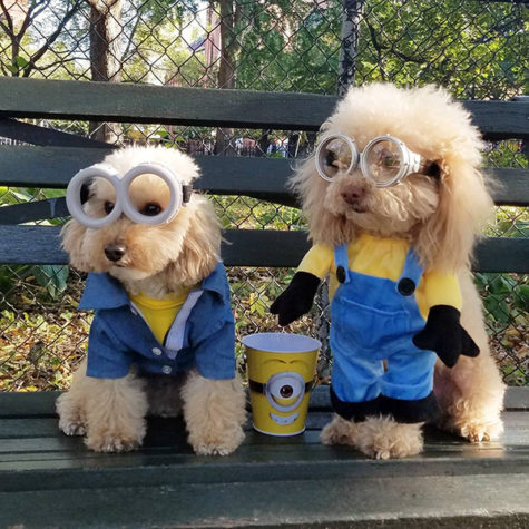 Despicable me dog costume best sale