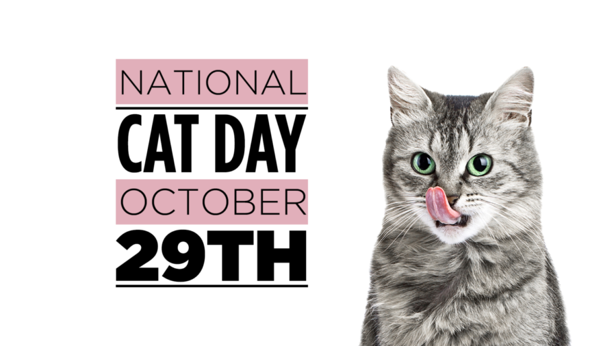 National Cat Day: RMA Facultys Cats!