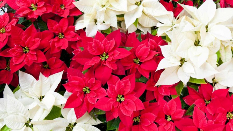 Junior Poinsettia Sale