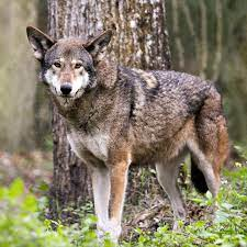 Picture of red wolf