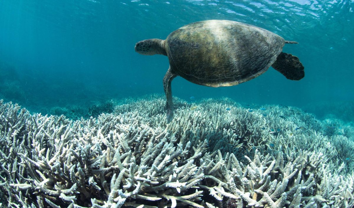 Coral Bleaching and Devastation